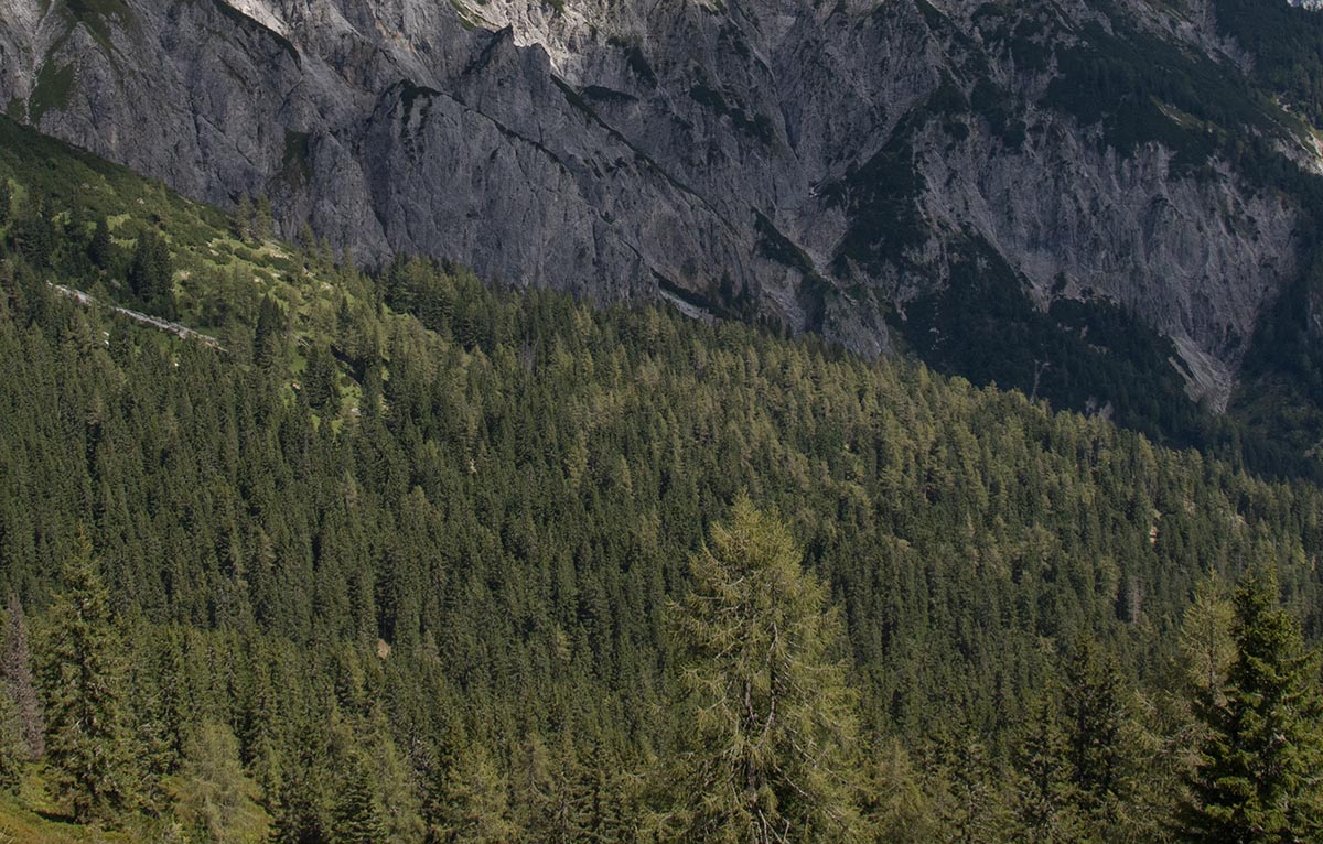 Fichtenwald mit Lärchen